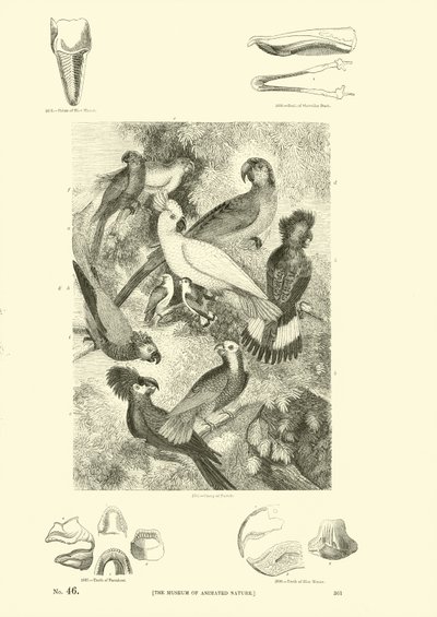 Page from The Pictorial Museum of Animated Nature by English School