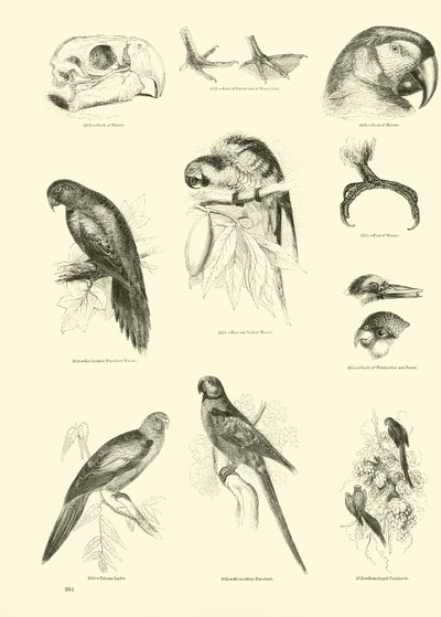 Page from The Pictorial Museum of Animated Nature by English School