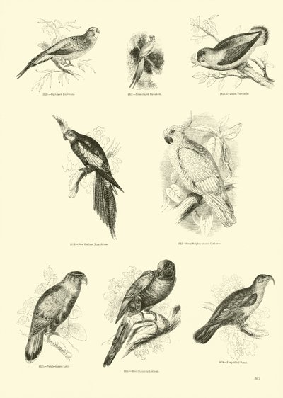 Page from The Pictorial Museum of Animated Nature by English School