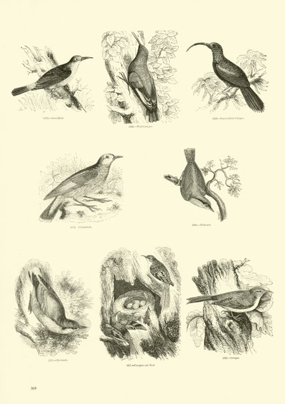 Page from The Pictorial Museum of Animated Nature by English School