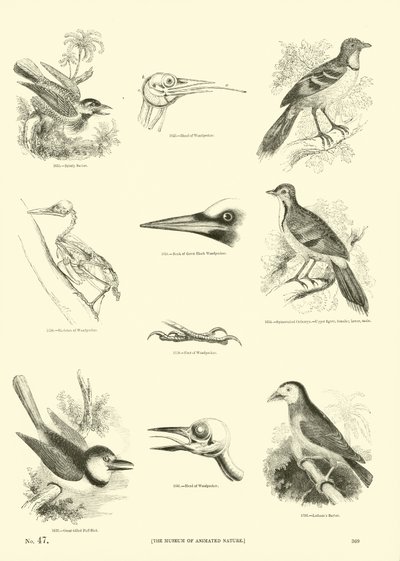 Page from The Pictorial Museum of Animated Nature by English School
