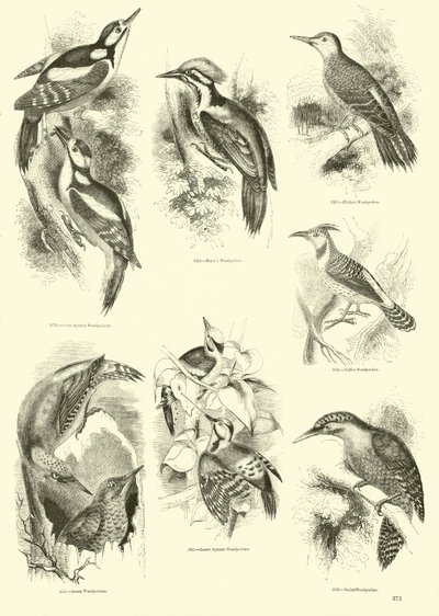 Page from The Pictorial Museum of Animated Nature by English School