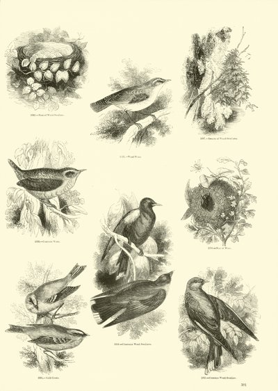 Page from The Pictorial Museum of Animated Nature by English School
