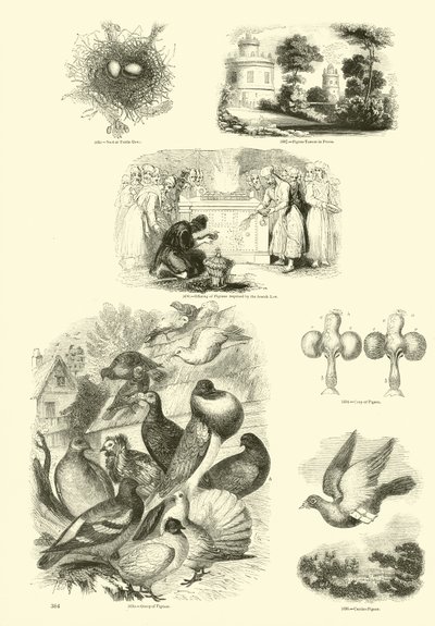 Page from The Pictorial Museum of Animated Nature by English School