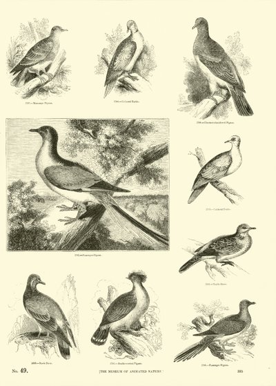 Page from The Pictorial Museum of Animated Nature by English School