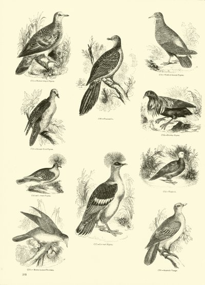 Page from The Pictorial Museum of Animated Nature by English School