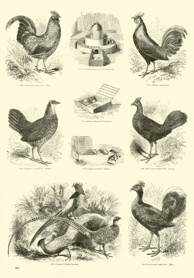 Page from The Pictorial Museum of Animated Nature by English School