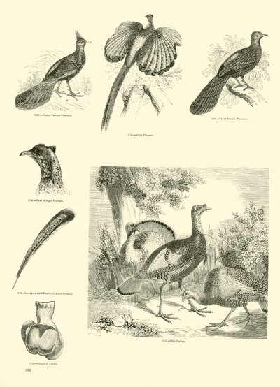 Page from The Pictorial Museum of Animated Nature by English School