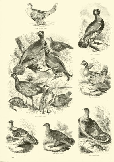 Page from The Pictorial Museum of Animated Nature by English School