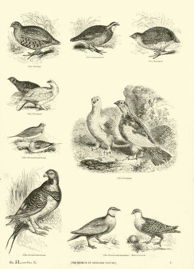 Page from The Pictorial Museum of Animated Nature by English School
