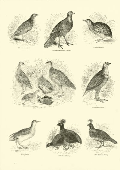 Page from The Pictorial Museum of Animated Nature by English School