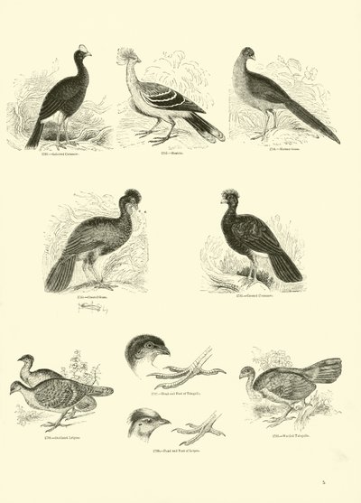 Page from The Pictorial Museum of Animated Nature by English School