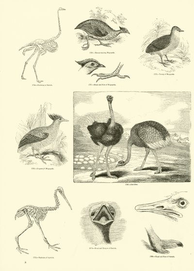 Page from The Pictorial Museum of Animated Nature by English School