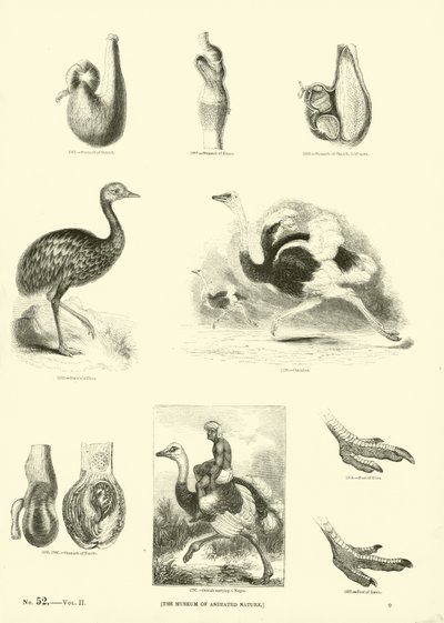 Page from The Pictorial Museum of Animated Nature by English School