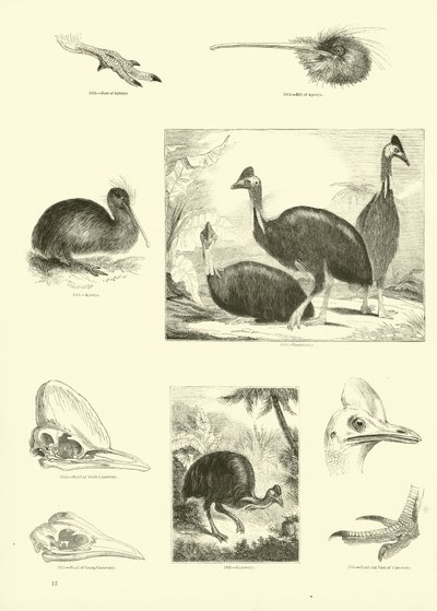 Page from The Pictorial Museum of Animated Nature by English School
