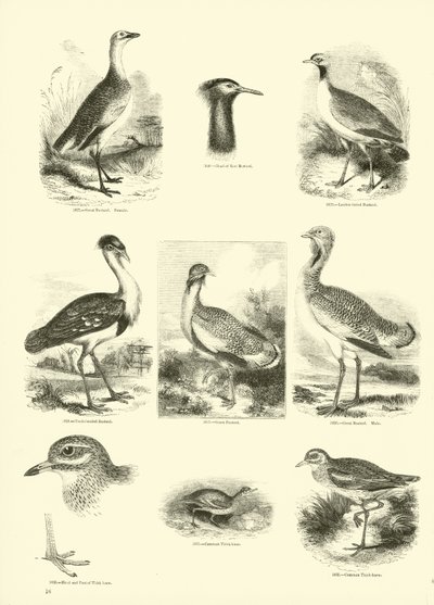 Page from The Pictorial Museum of Animated Nature by English School