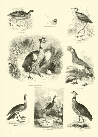 Page from The Pictorial Museum of Animated Nature by English School