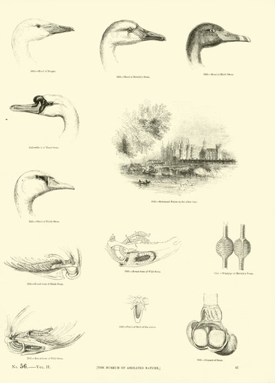 Page from The Pictorial Museum of Animated Nature by English School