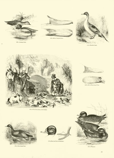 Page from The Pictorial Museum of Animated Nature by English School