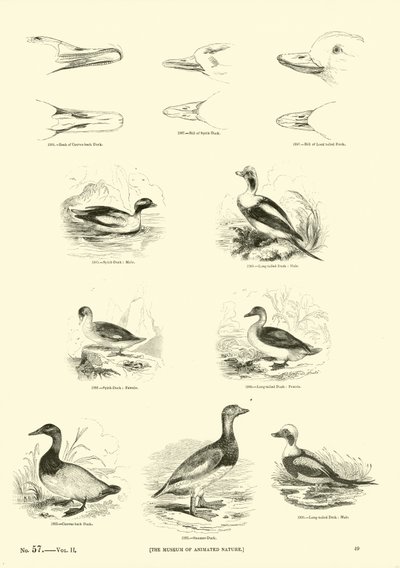 Page from The Pictorial Museum of Animated Nature by English School