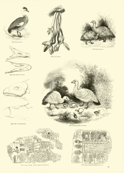 Page from The Pictorial Museum of Animated Nature by English School