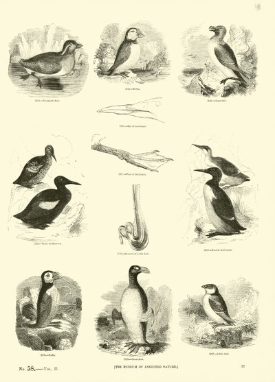 Page from The Pictorial Museum of Animated Nature by English School