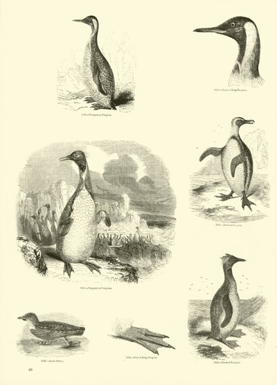 Page from The Pictorial Museum of Animated Nature by English School