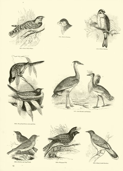 Page from The Pictorial Museum of Animated Nature by English School