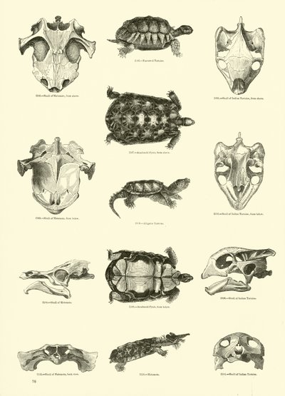 Page from The Pictorial Museum of Animated Nature by English School