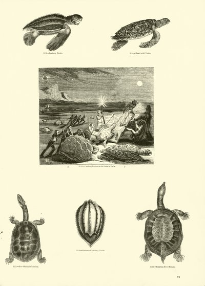 Page from The Pictorial Museum of Animated Nature by English School