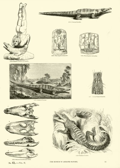 Page from The Pictorial Museum of Animated Nature by English School
