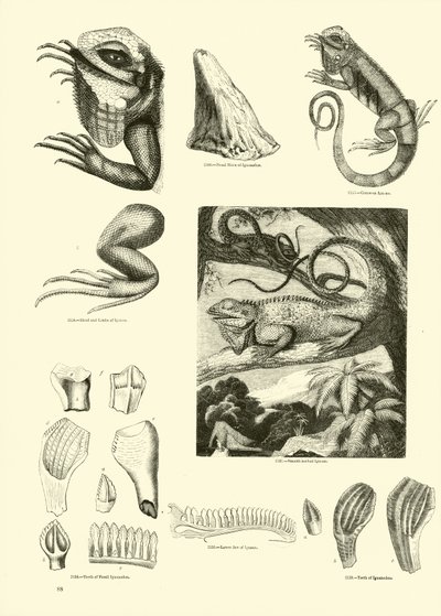 Page from The Pictorial Museum of Animated Nature by English School