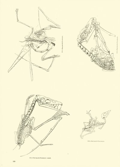 Page from The Pictorial Museum of Animated Nature by English School
