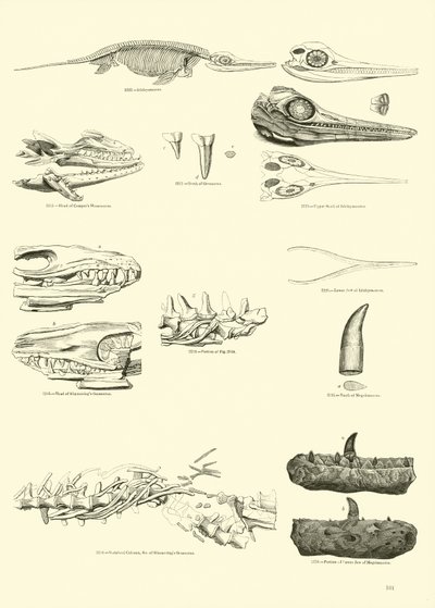 Page from The Pictorial Museum of Animated Nature by English School