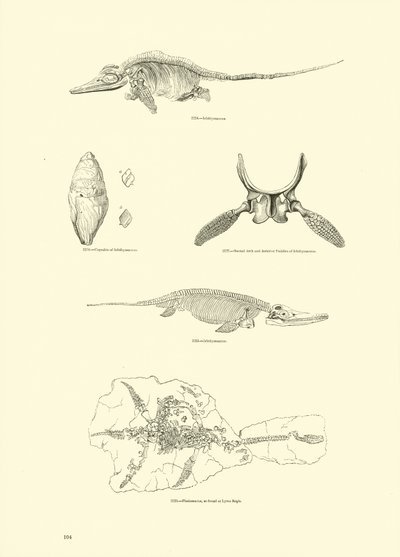 Page from The Pictorial Museum of Animated Nature by English School