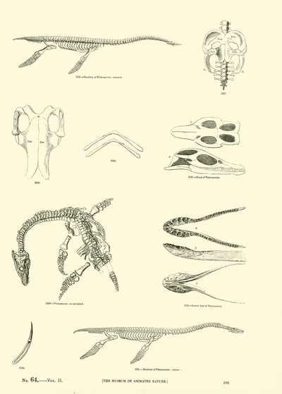 Page from The Pictorial Museum of Animated Nature by English School