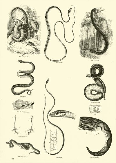 Page from The Pictorial Museum of Animated Nature by English School