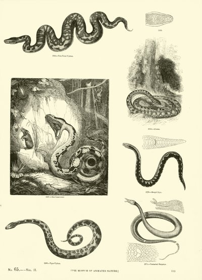 Page from The Pictorial Museum of Animated Nature by English School