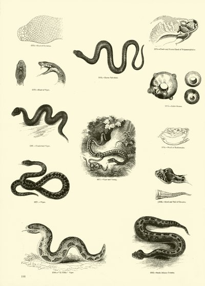 Page from The Pictorial Museum of Animated Nature by English School