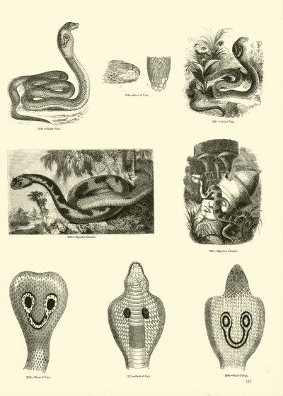 Page from The Pictorial Museum of Animated Nature by English School