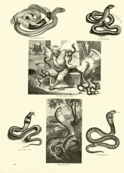 Page from The Pictorial Museum of Animated Nature by English School