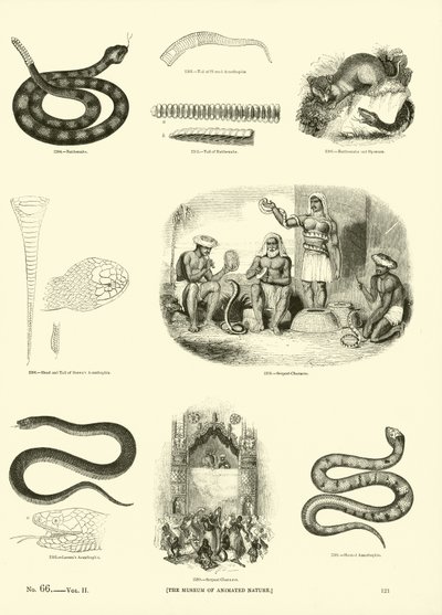 Page from The Pictorial Museum of Animated Nature by English School