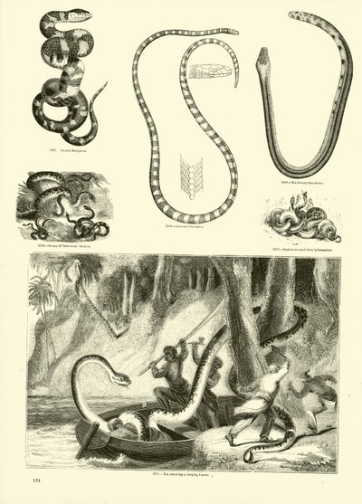 Page from The Pictorial Museum of Animated Nature by English School