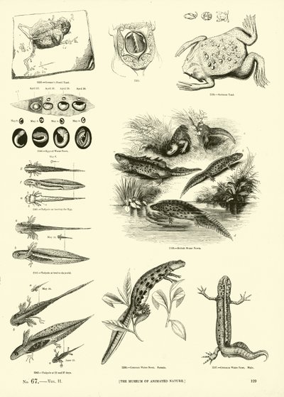 Page from The Pictorial Museum of Animated Nature by English School