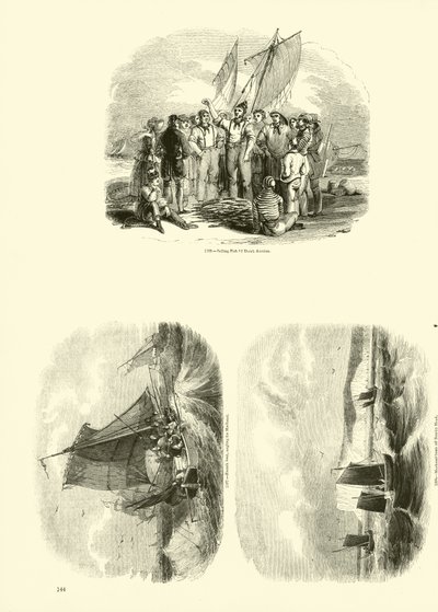 Page from The Pictorial Museum of Animated Nature by English School