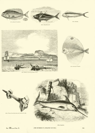 Page from The Pictorial Museum of Animated Nature by English School