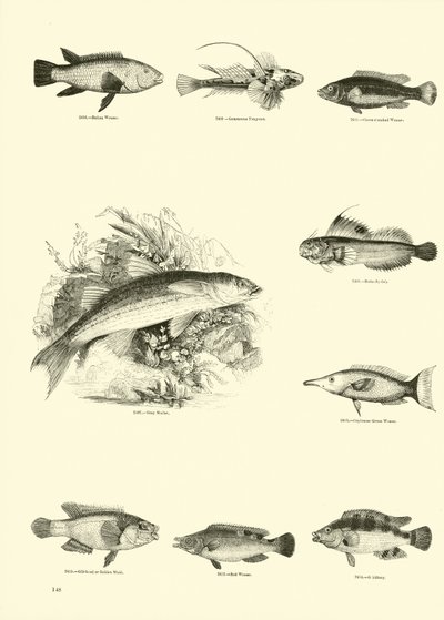 Page from The Pictorial Museum of Animated Nature by English School