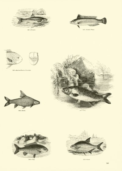 Page from The Pictorial Museum of Animated Nature by English School