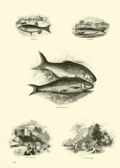 Page from The Pictorial Museum of Animated Nature by English School