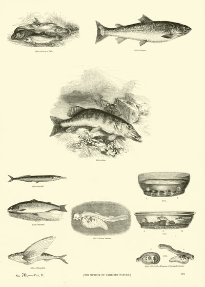 Page from The Pictorial Museum of Animated Nature by English School
